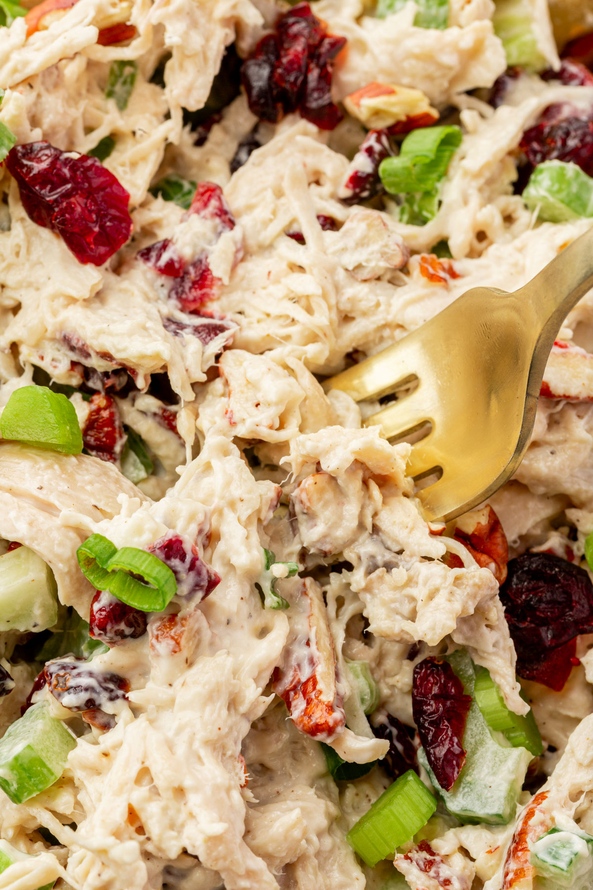 Close up shot of a fork holding a full serving of cranberry pecan chicken salad.