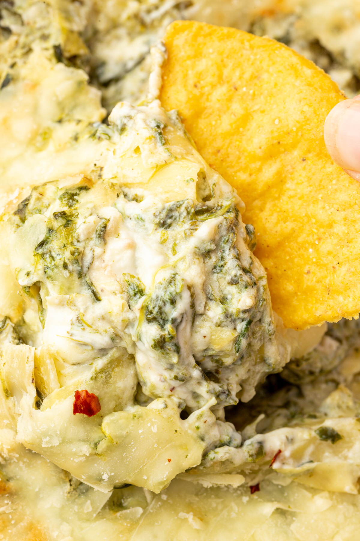 Close up image of person dipping a chip into the spinach artichoke dip.