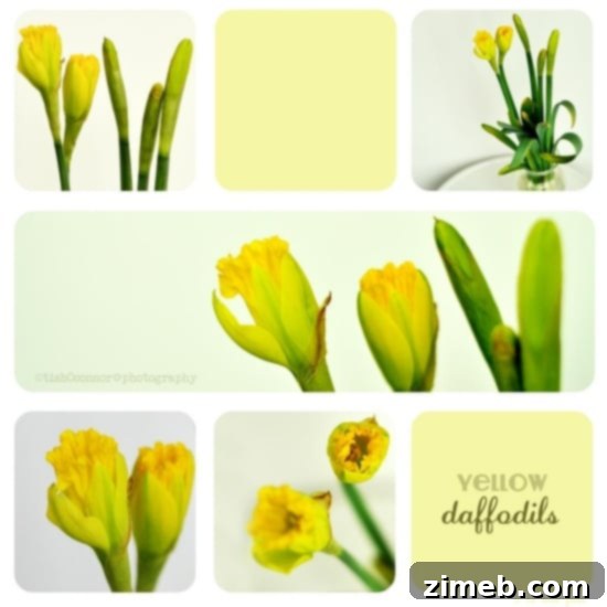 Free Photoshop Template for photo collages and graphic design, shared by Tish.