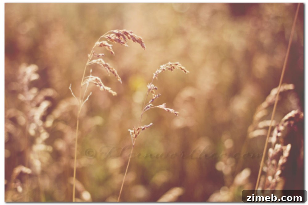 Project 52 - Golden Hour Fields