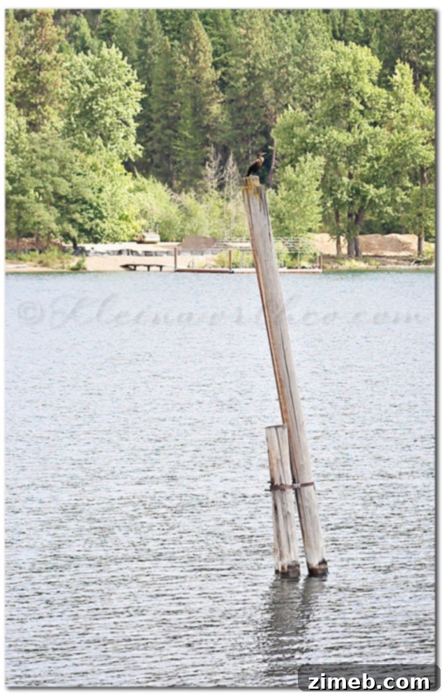 Scavenger Hunt Sunday September 15 2013 5 Bird perched on posts at Lake Coeur d' Alene