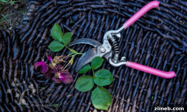Shaping the Rose 4 Gardening Gloves and Pruning Shears for Rose Care
