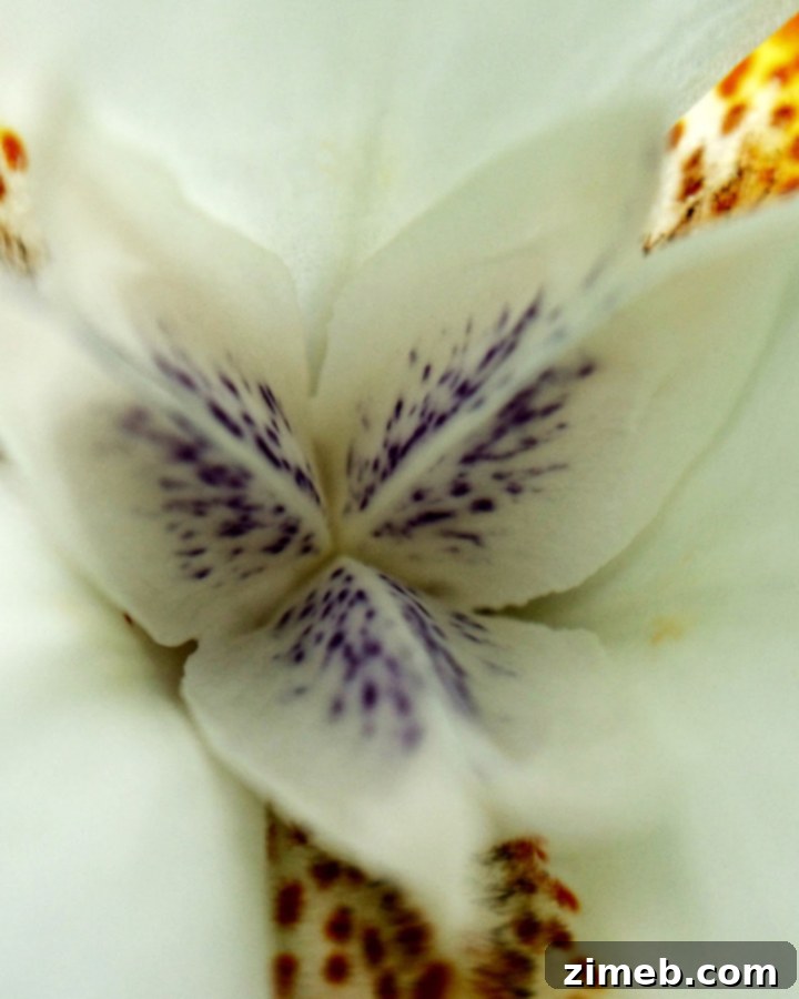 Detailed shot of flower stamens, showcasing smartphone macro capabilities