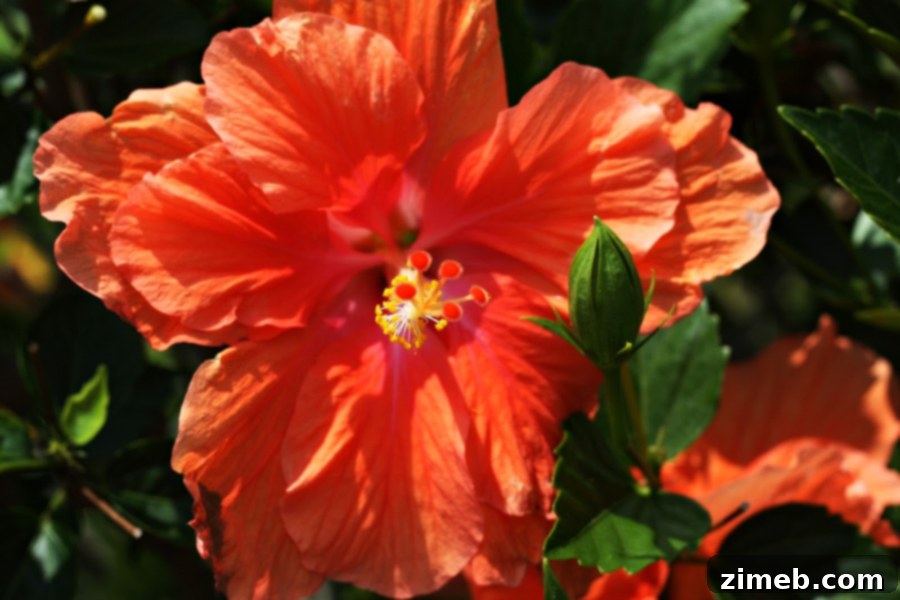 Welcome Adrienne to share her mobile photography expertise!