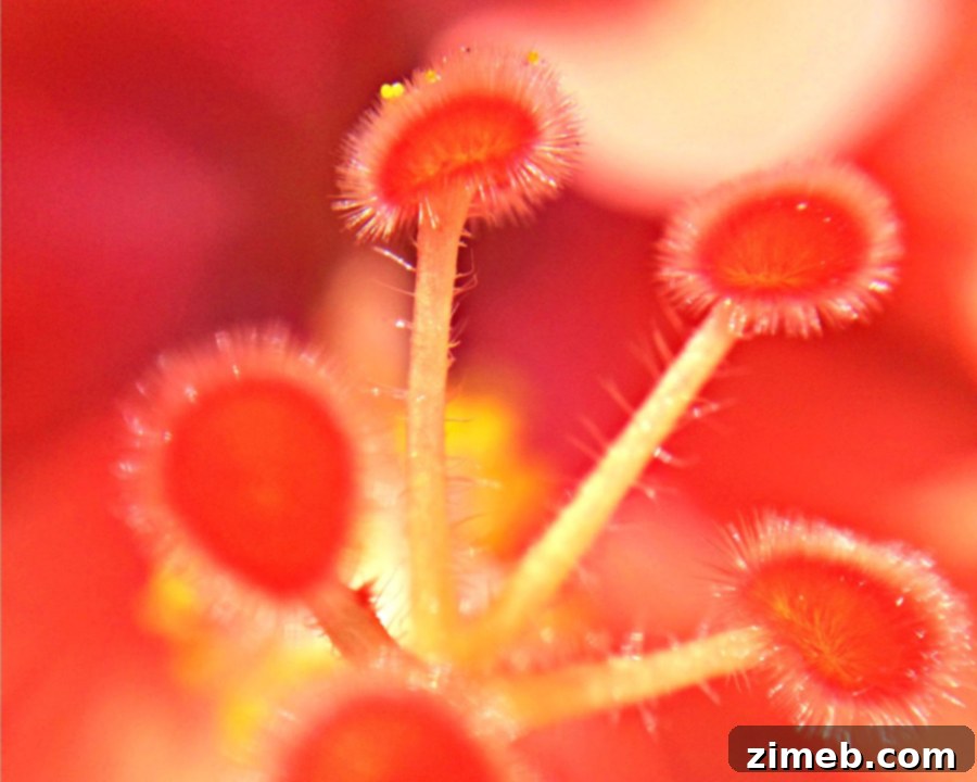 Floral beauty captured during a photo walk in Florida with a smartphone