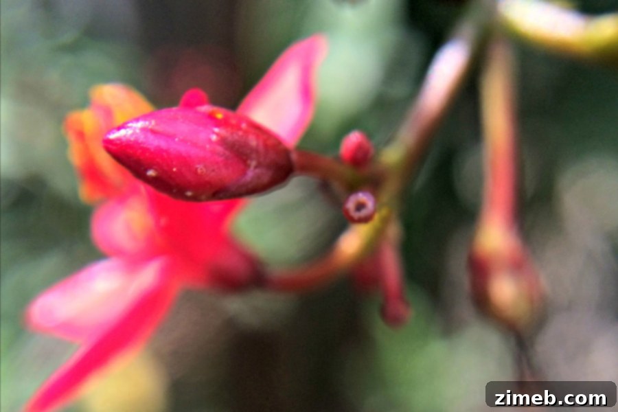 Macro photography captures intricate details of nature with a smartphone