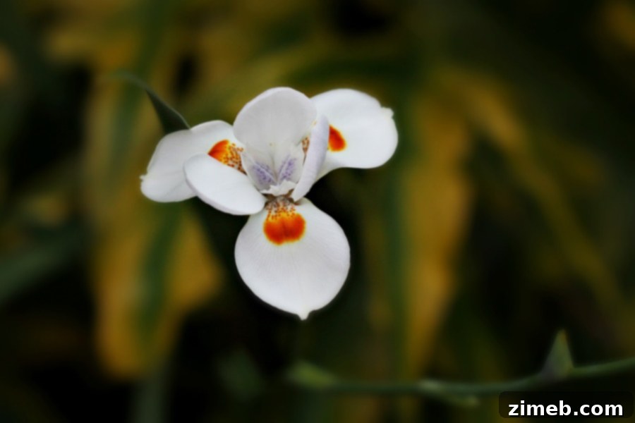 Close-up of a white flower demonstrating smartphone macro photography