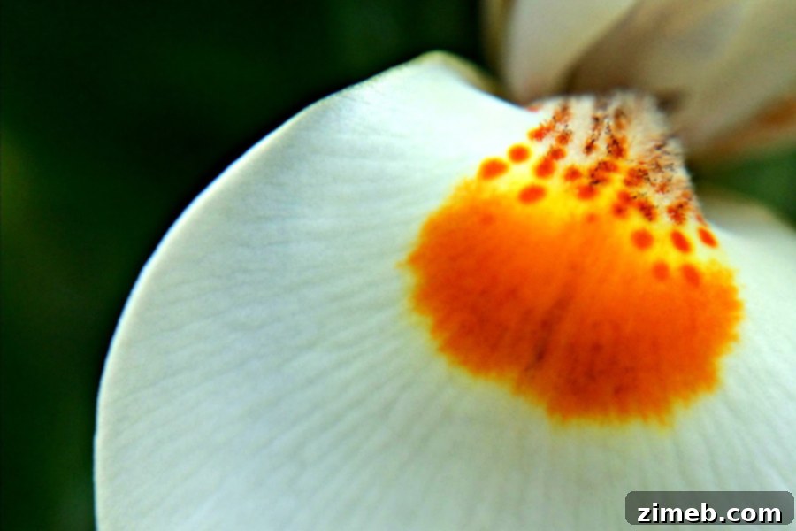 Stunning macro detail of a white flower, captured with a mobile phone