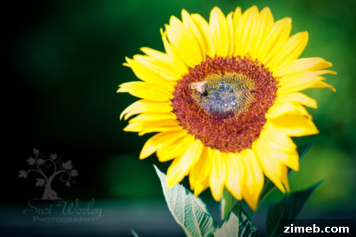 Companion Planting Secrets for a Thriving Garden 3 The Art and Science of Companion Planting for Garden Success