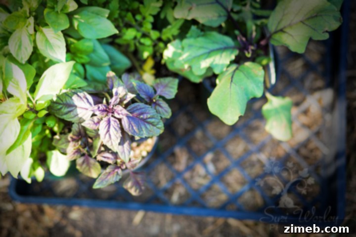 Companion Planting Secrets for a Thriving Garden 4 Understanding Plant Interactions for Better Garden Growth