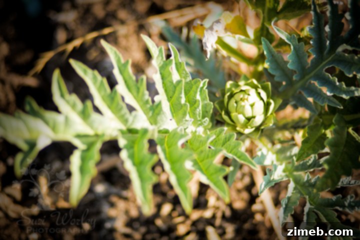Companion Planting Secrets for a Thriving Garden 5 Common Plant Pairings for Enhanced Garden Health