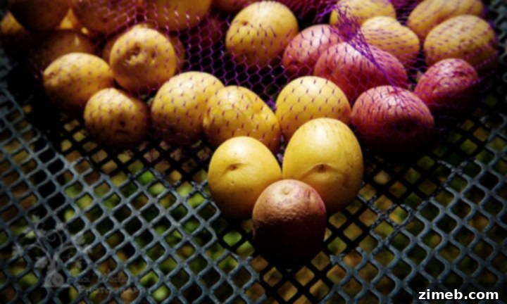 Companion Planting Secrets for a Thriving Garden 8 Essential Tips for Successfully Planting Potatoes
