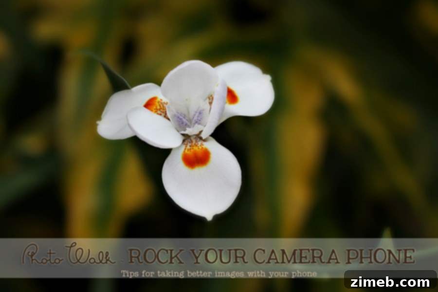 Essential Smartphone Photography Guide: Rock Your Camera Phone