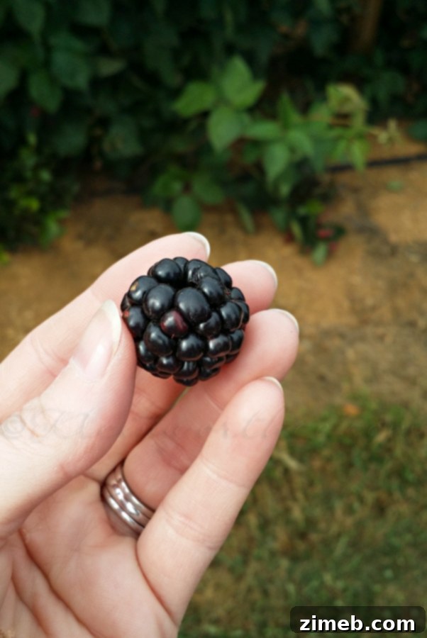 Warm Up Your Perfect Fall Family Day with Pumpkin Pie Hot Chocolate 4 Joe harvesting Concord grapes at the farm
