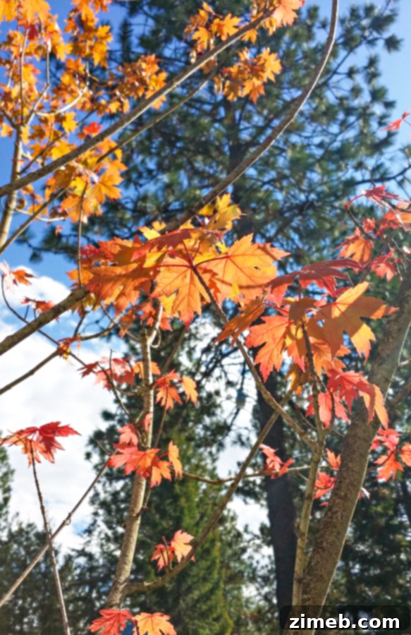 Warm Up Your Perfect Fall Family Day with Pumpkin Pie Hot Chocolate 6 Vibrant fall foliage captured in Coeur d'Alene