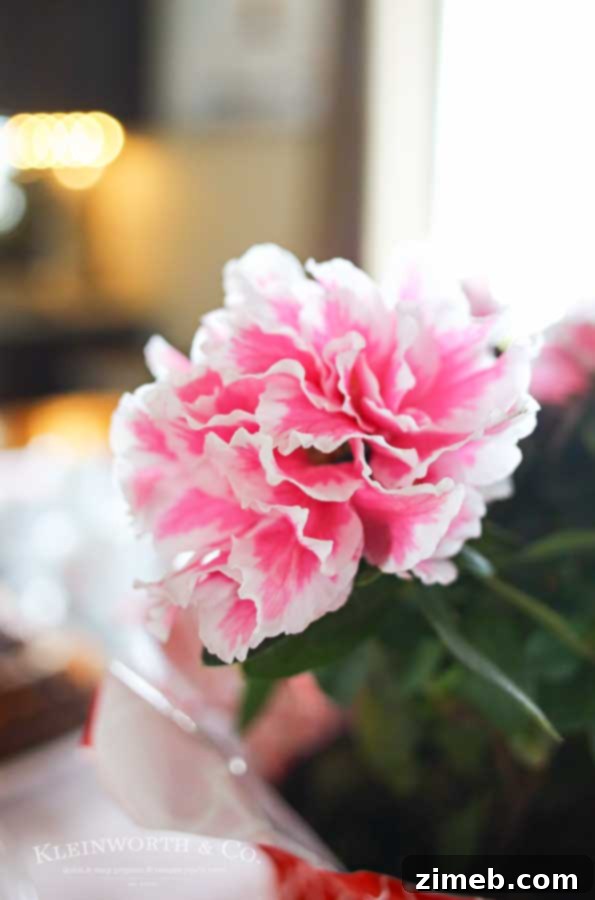 Caramel Swirled Whole Wheat Delights 10 Fresh potted flowers on a table next to coffee and donuts, adding a vibrant touch to the party decor.