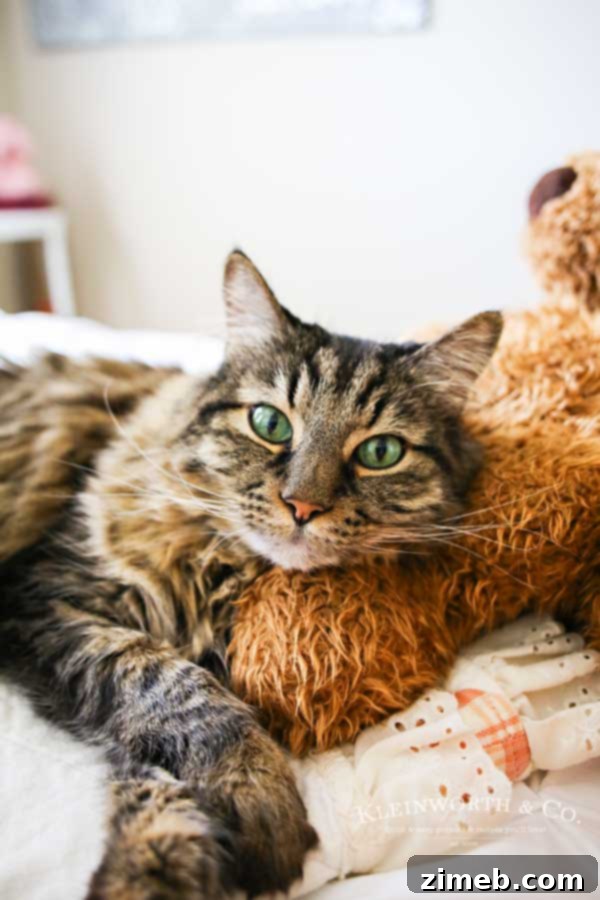 The Art of Pampering Your Feline Friend 2 Sleepy cat - Caring for Cats : How to Spoil a Cat
