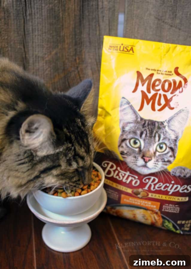 The Art of Pampering Your Feline Friend 5 Hungry- Caring for Cats : How to Spoil a Cat