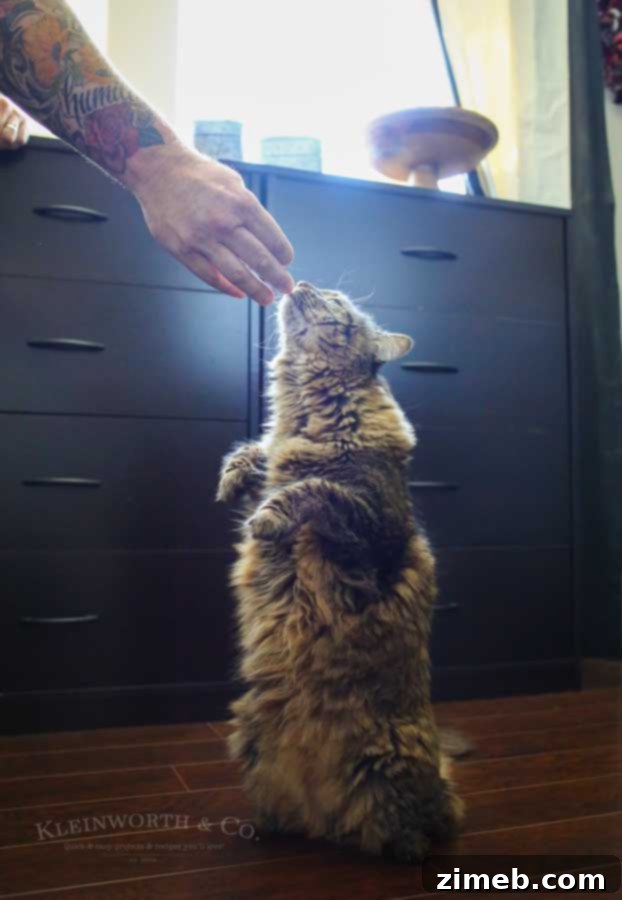 The Art of Pampering Your Feline Friend 6 Begging - Caring for Cats : How to Spoil a Cat