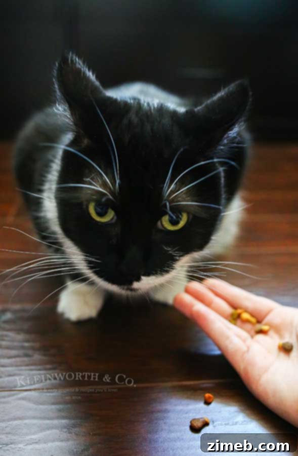 The Art of Pampering Your Feline Friend 7 Caring for Cats : How to Spoil a Cat