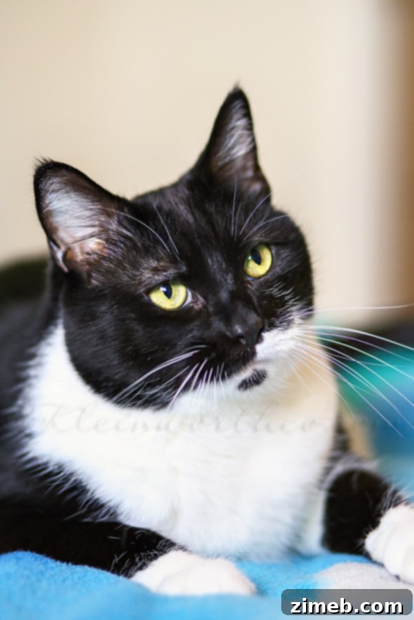 The Art of Pampering Your Feline Friend 9 Meow Mix Mealtime Moments