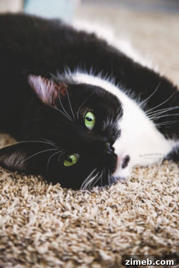 Feline Fitness: Fun Exercises & Enrichment Ideas 2 Active Exercises & Tips for Cats
