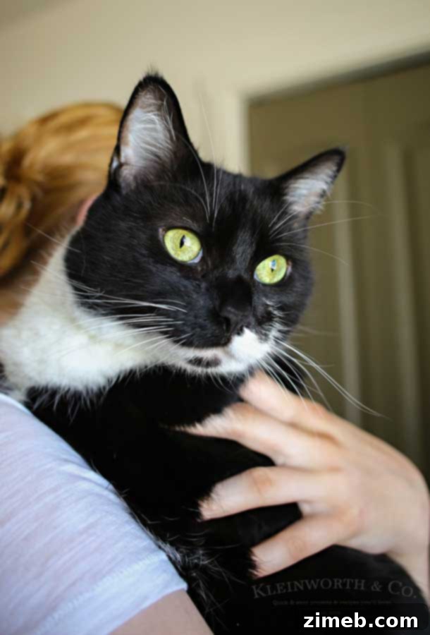 Feline Fitness: Fun Exercises & Enrichment Ideas 3 Cat Exercise Tips