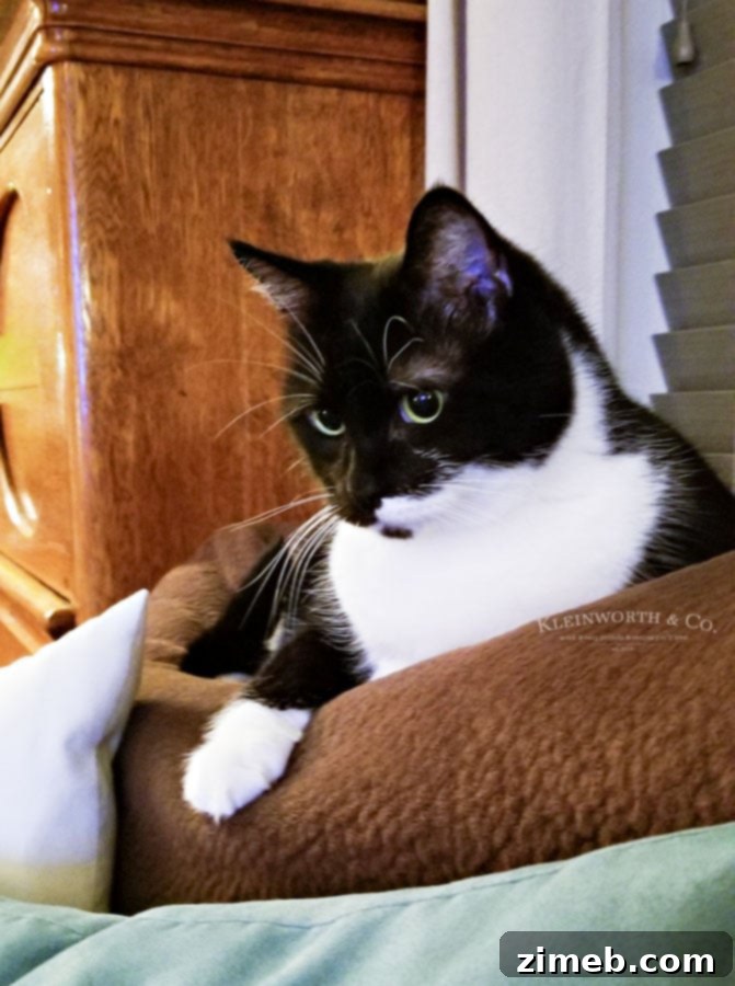 Revitalize Your Cat: The 10-Day Detox Plan 2 How to detox cats