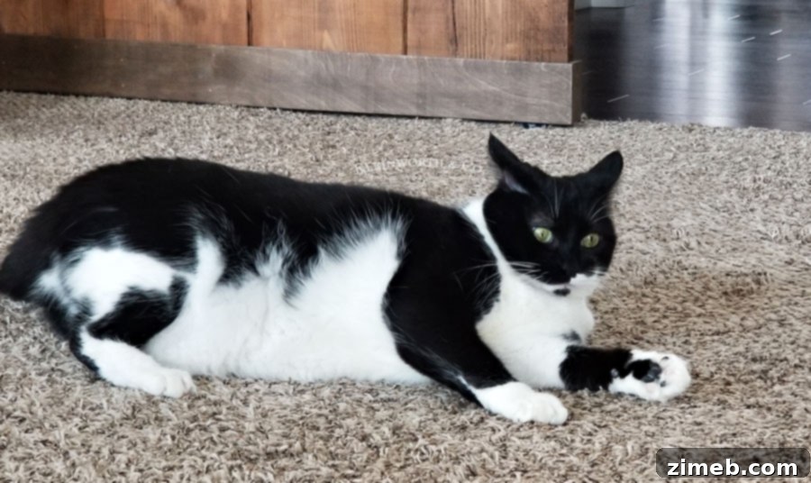 Revitalize Your Cat: The 10-Day Detox Plan 3 Best cat detox