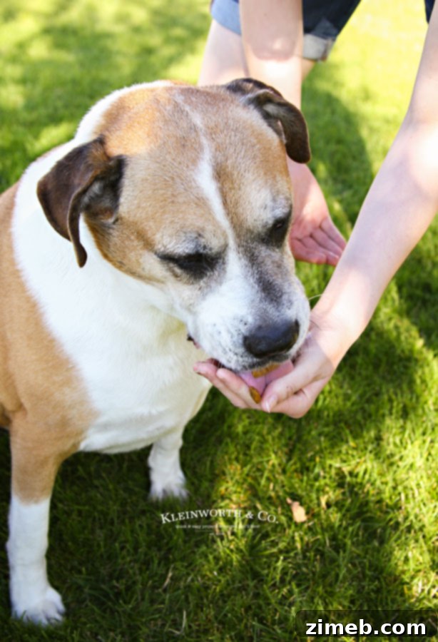 Secure Steel Dog Food Vault 8 Happy Dog Eating Dinner from Freshly Stored Food