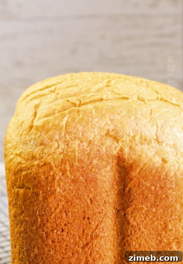 Perfect Bread Machine White Bread 11 Fresh white bread loaf being made, showing the texture.
