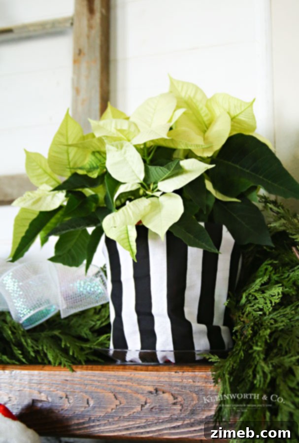 White Poinsettias with Green Hue for Christmas Decor